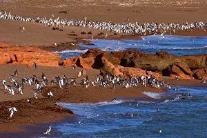 Entering: Magellanic Penguin - huge number of adults and