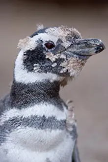 Magellanicus: Magellanic Penguin - moulting juvenile chick