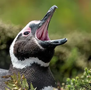 Renato Granieri: Magellanic Penguin with mouth open