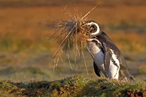 Magellanicus: Magellanic Penguin - with nesting material in beak
