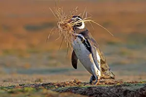 Magellanicus: Magellanic Penguin - with nesting material in beak