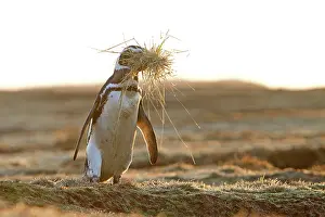 Magellanicus: Magellanic Penguin - with nesting material in beak
