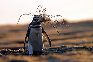 Magellanicus: Magellanic Penguin - with nesting material in beak
