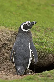 Magellanicus: Magellanic Penguin - outside burrow