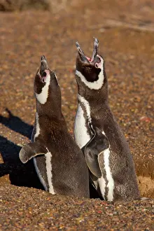 Magellanicus: Magellanic Penguin - pair of adult penguins guarding