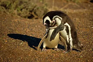 Magellanicus: Magellanic Penguin - pair of adults caressing each other