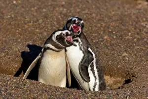 Magellanicus: Magellanic Penguin - pair of adults guarding its