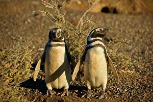 Magellanicus: Magellanic Penguin - pair of adults guarding its burrow