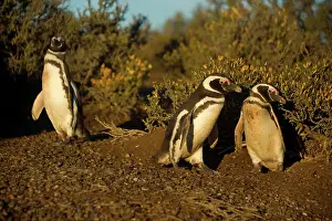 Magellanicus: Magellanic Penguin - pair guarding its burrow -