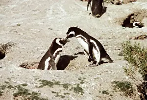 Greeting: MAGELLANIC PENGUIN - pair at nest