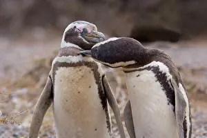 Caressing: Magellanic Penguin - pair of penguins caressing