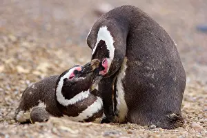Caressing: Magellanic Penguin - pair of penguins caressing