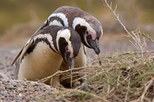 Inspecting: Magellanic Penguin - pair of penguins inspecting