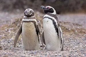 Dozing: Magellanic Penguin - pair of penguins standing