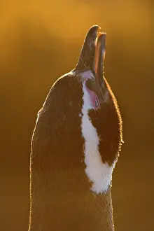 Magellanicus: Magellanic Penguin - portrait of an adult in very