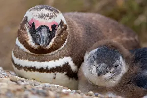 Dozing: Magellanic Penguin - portrait of adult and chick
