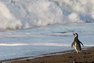 Magellanic: Magellanic Penguin, spheniscus magellanicus