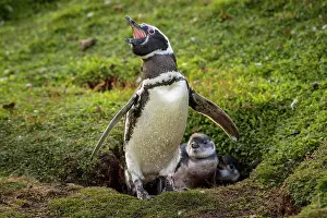 Magellanic: Magellanic penguin (Spheniscus magellanicus), adult