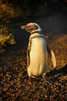 Magellanicus: Magellanic Penguin - at sunrise