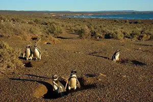 Magellanicus: Magellanic Penguin - view into penguin colony