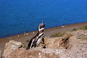 Magellanicus: Magellanic Penguin - view into penguin colony with