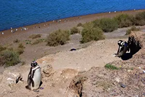 Magellanicus: Magellanic Penguin - view into penguin colony