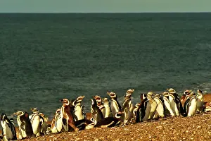Magellanic: Magellanic Penguins