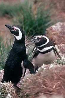 Magellanic: Magellanic Penguins