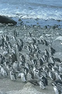Magellanic: Magellanic Penguins