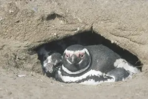 Magellanic: Magellanic Penguins