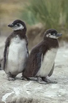 Magellanic: Magellanic Penguins