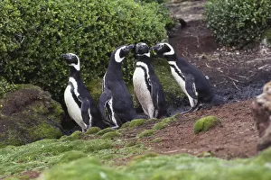 Magellanic: Magellanic Penguins