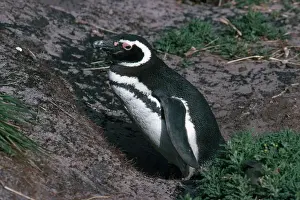 Magellanic: Magellanic Penguins