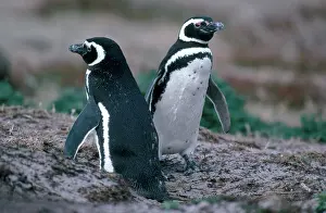 Magellanic: Magellanic Penguins