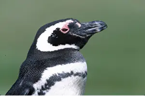 Magellanic: MAGELLANIC PENGUINS - close-up of head