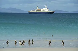 Ship: Magellanic Penguins - with cruise ship
