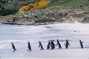 Lines: MAGELLANIC PENGUINS - group, on beach