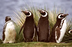 Magellanic: MAGELLANIC PENGUINS - four looking in different directions
