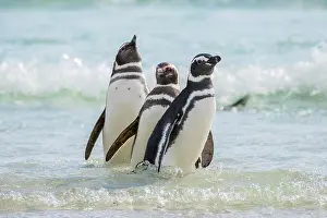 Magellanic: Magellanic penguins (Spheniscus magellanicus) in