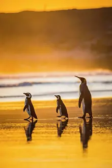 Magellanic: Magellanic penguins (Spheniscus magellanicus) and