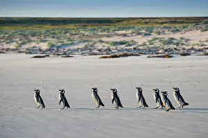 Magellanic: Magellanic penguins (Spheniscus magellanicus) on