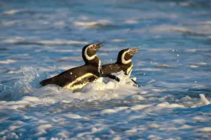 Magellanic: Magellanic penguins (Spheniscus magellanicus) on