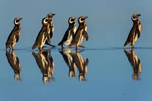 Magellanic: Magellanic penguins (Spheniscus magellanicus) on