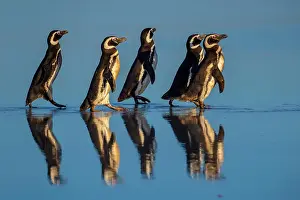 Magellanic: Magellanic penguins (Spheniscus magellanicus) on