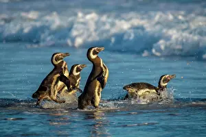 Magellanic: Magellanic penguins (Spheniscus magellanicus) on