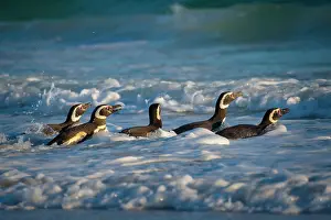 Magellanic: Magellanic penguins (Spheniscus magellanicus) on