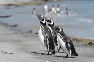 Magellanic: Magellanic penguins (Spheniscus magellanicus), West