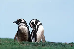 Magellanic: MAGELLANIC PENGUINS - two, preening