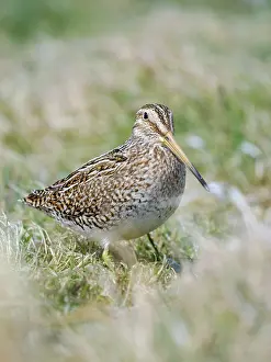 Hidden: Magellanic Snipe. Sea Lion Island, spring