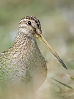Hidden: Magellanic Snipe. Sea Lion Island, spring